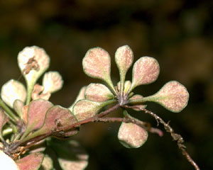 Saxifraga cuneifolia (click per ingrandire l'immagine)