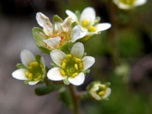 Saxifraga moschata (click per ingrandire l'immagine)