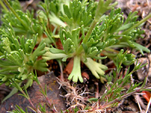 Saxifraga moschata (click per ingrandire l'immagine)