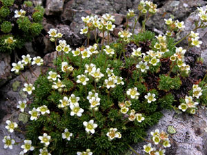 Saxifraga moschata (click per ingrandire l'immagine)