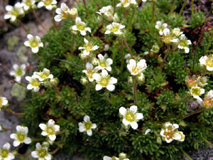 Saxifraga moschata (click per ingrandire l'immagine)