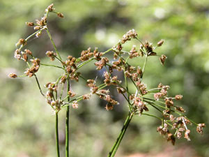 Scirpus sylvaticus (click per ingrandire l'immagine)