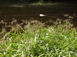 Scirpus sylvaticus (click per ingrandire l'immagine)