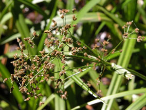 Scirpus sylvaticus (click per ingrandire l'immagine)