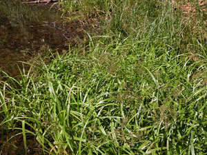 Scirpus sylvaticus (click per ingrandire l'immagine)