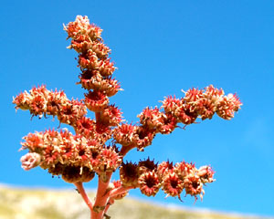 Sempervivum tectorum (click per ingrandire l'immagine)