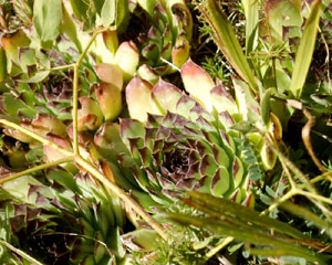 Sempervivum tectorum (click per ingrandire l'immagine)