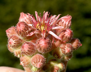 Sempervivum tectorum (click per ingrandire l'immagine)