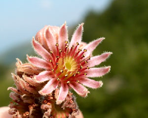 Sempervivum tectorum (click per ingrandire l'immagine)