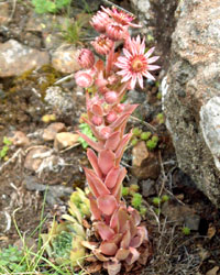 Sempervivum tectorum (click per ingrandire l'immagine)