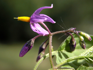 Solanum dulcamara (click per ingrandire l'immagine)