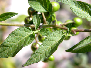 Solanum dulcamara (click per ingrandire l'immagine)