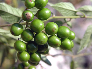 Solanum dulcamara (click per ingrandire l'immagine)