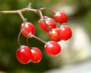 Solanum dulcamara (click per ingrandire l'immagine)