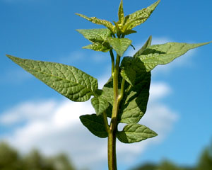 Solanum dulcamara (click per ingrandire l'immagine)