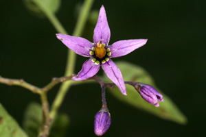 Solanum dulcamara (click per ingrandire l'immagine)