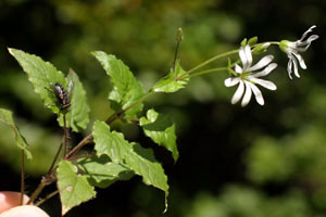 Stellaria nemorensis (click per ingrandire l'immagine)