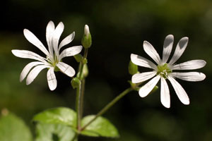 Stellaria nemorensis (click per ingrandire l'immagine)