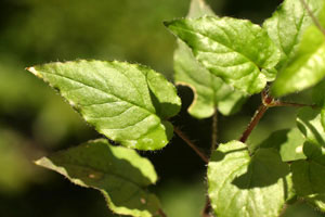 Stellaria nemorensis (click per ingrandire l'immagine)