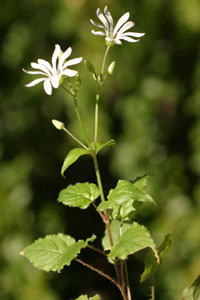 Stellaria nemorensis (click per ingrandire l'immagine)