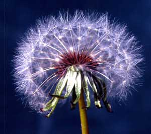 Taraxacum officinale (click per ingrandire l'immagine)