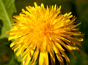 Taraxacum officinale (click per ingrandire l'immagine)