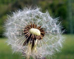 Taraxacum officinale (click per ingrandire l'immagine)