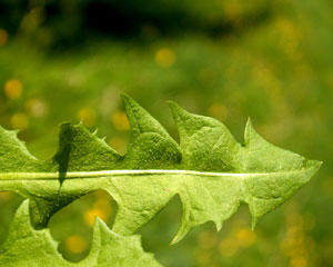 Taraxacum officinale (click per ingrandire l'immagine)