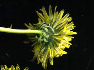 Taraxacum officinale (click per ingrandire l'immagine)