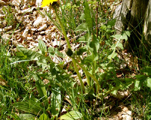 Taraxacum officinale (click per ingrandire l'immagine)