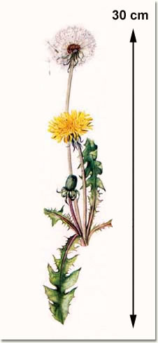 Taraxacum officinale