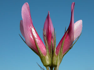 Trifolium alpinum (click per ingrandire l'immagine)