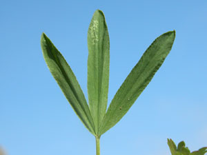 Trifolium alpinum (click per ingrandire l'immagine)