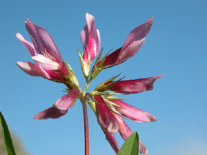 Trifolium alpinum (click per ingrandire l'immagine)