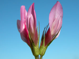 Trifolium alpinum (click per ingrandire l'immagine)