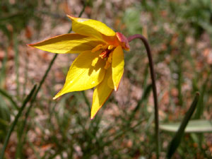 Tulipa australis (click per ingrandire l'immagine)