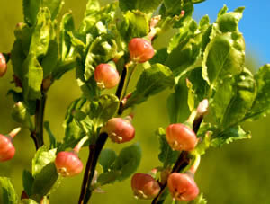 Vaccinium myrtillus (click per ingrandire l'immagine)