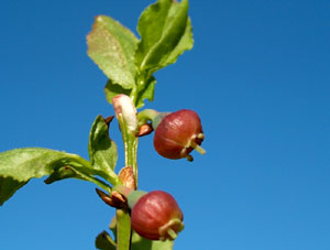 Vaccinium myrtillus (click per ingrandire l'immagine)