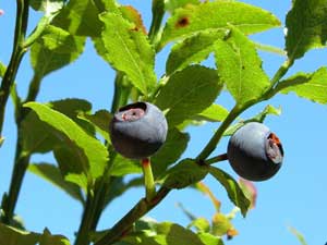 Vaccinium myrtillus (click per ingrandire l'immagine)