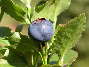 Vaccinium myrtillus (click per ingrandire l'immagine)