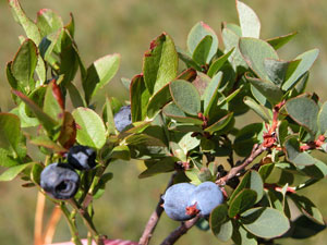 Vaccinium myrtillus (click per ingrandire l'immagine)