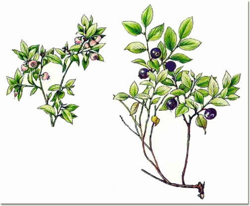 Vaccinium myrtillus