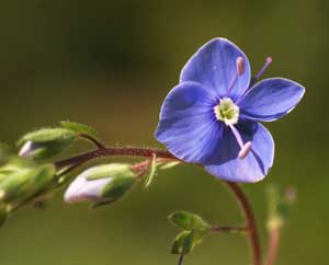 Veronica chamaedris (click per ingrandire l'immagine)