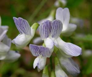 Vicia sylvatica (click per ingrandire l'immagine)