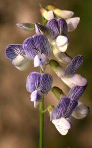 Vicia sylvatica (click per ingrandire l'immagine)