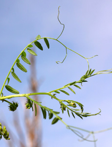 Vicia sylvatica (click per ingrandire l'immagine)