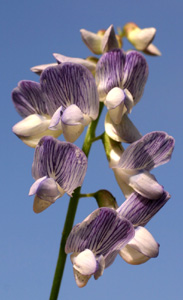 Vicia sylvatica (click per ingrandire l'immagine)