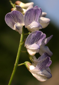 Vicia sylvatica (click per ingrandire l'immagine)