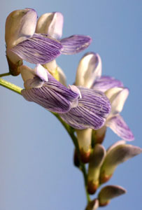 Vicia sylvatica (click per ingrandire l'immagine)