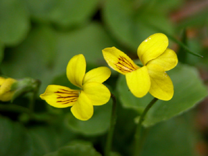 Viola biflora (click per ingrandire l'immagine)